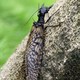 Illustration for article titled World's largest—and most gross—aquatic insect discovered in China